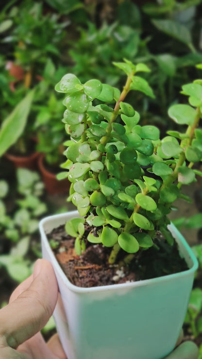 Jade Plant