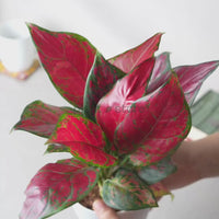 Aglaonema Lady Valentine