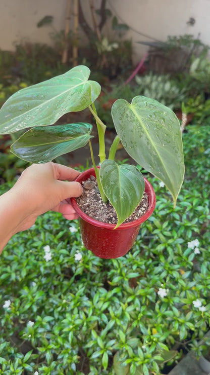 Philodendron Gloriosum