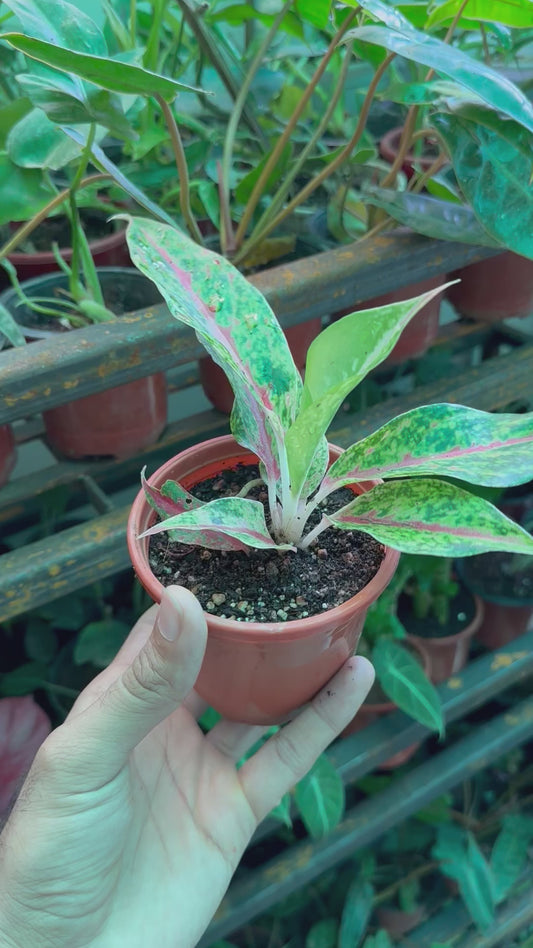 Aglaonema Happiness Plant