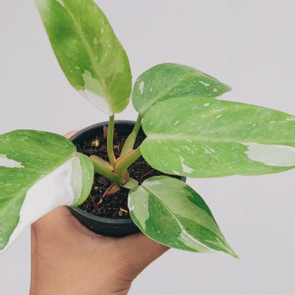 Philodendron White Princess