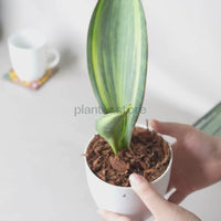 Sansevieria Whale Fin Variegated (Bare Rooted)
