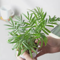 Chamaedorea Palm or Table Palm or Parlour Palm