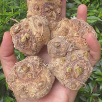 Calla Lily Bulbs - Mix Colours