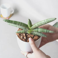 Sansevieria Cylindrica 'Boncel'