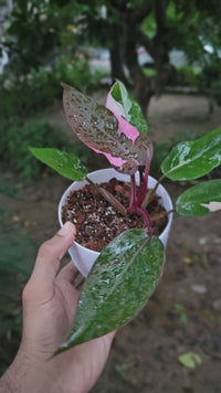 Philodendron - Pink Princess
