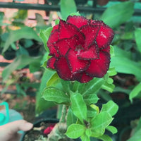 Adenium Grafted Hybrid Or Desert Rose