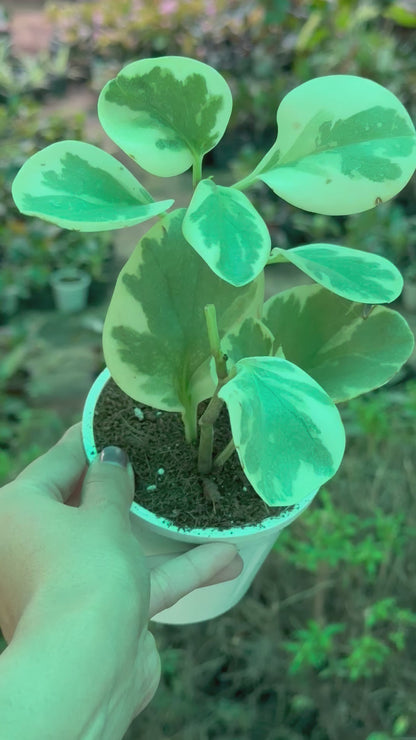 Peperomia Obtusifolia Variegated