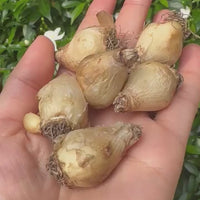 Muscari Bulbs (Dark Blue)