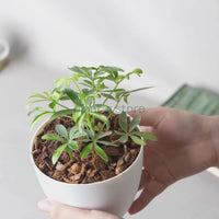Schefflera Arboricola Trinette, Umbrella Plant – Variegated with Pot