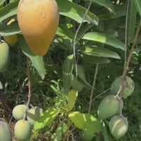 Carabao (Philippine) Mango Grafted Tree (World's Sweetest Mango)