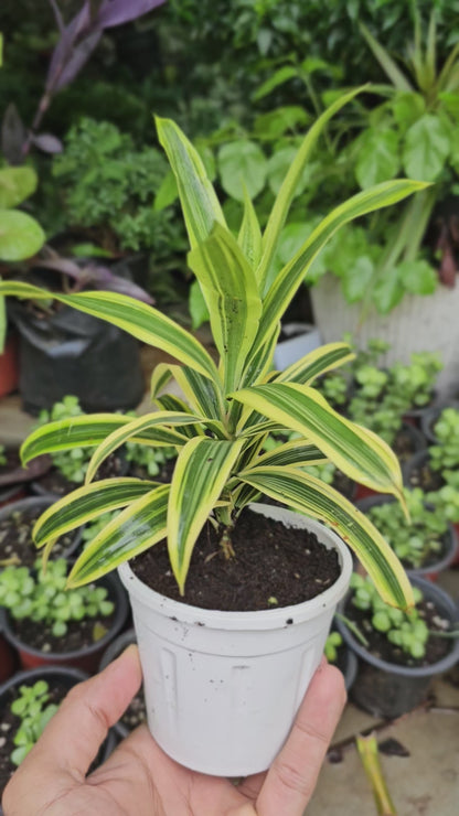 Dracaena Reflexa - Song Of India Plant with Pot