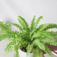 Boston Compacta Fern