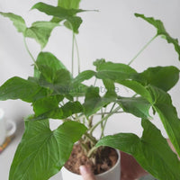 Syngonium Green