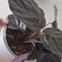 Calathea Medallion