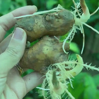 Shampoo Ginger Bulbs