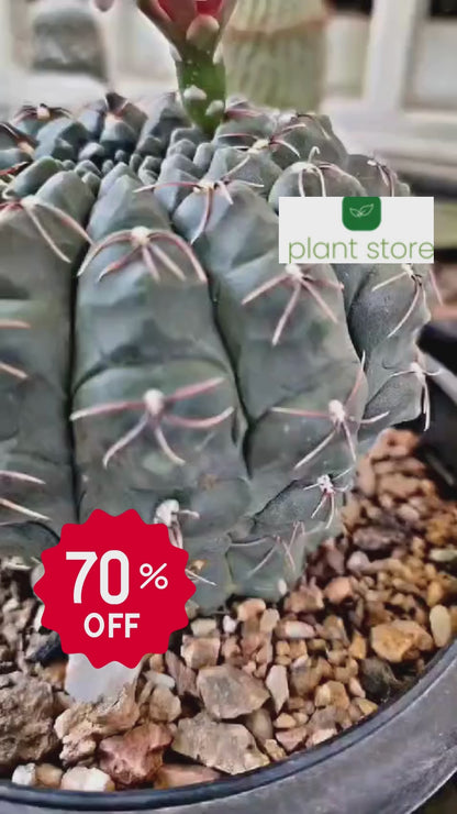 Gymnocalycium Baldianum Cactus Plant (Plant it Yourself) Bare Rooted