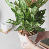 Pink Lady Valentine - Aglaonema