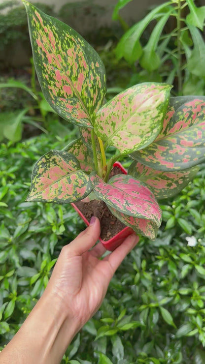 Pink Elegance Plant Duo - Aglaonema Lady Valentine (Small) & Aglaonema Thai Pink Beauty