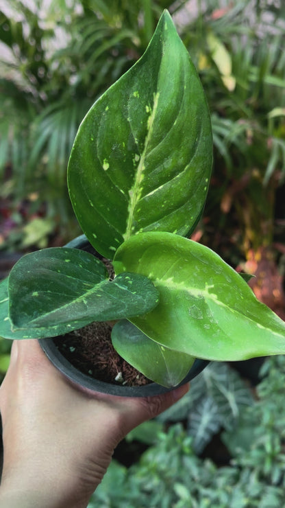 Aglaonema Coco Melon