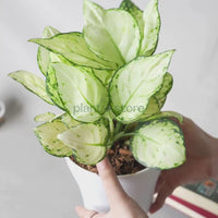 Aglaonema Super White