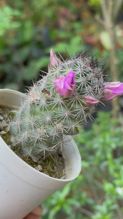 Coryphantha or Beehive Cactus