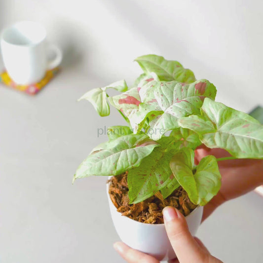 Syngonium Milk Confetti