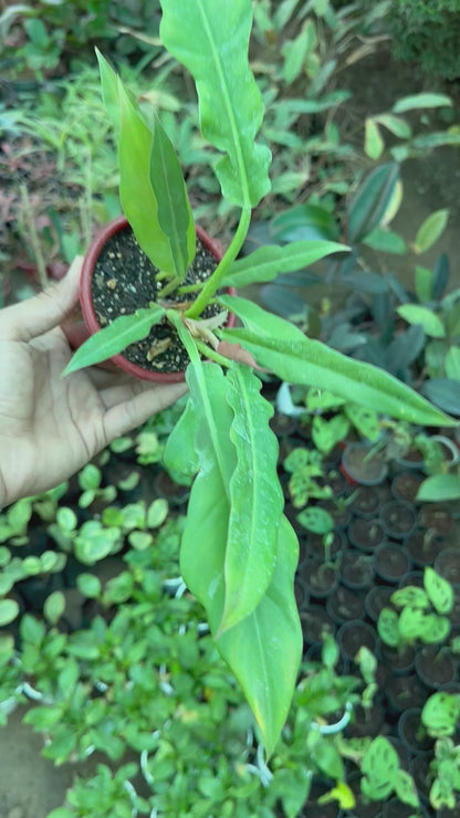 Philodendron Narrow Escape