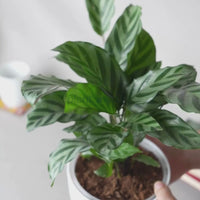 Calathea Freddie