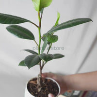 Green Rubber Plant