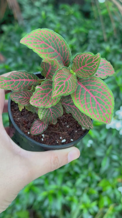 Red Fittonia Plant with Pot