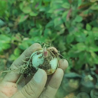Black Asiatic Lily - Flower Bulbs (Rare)