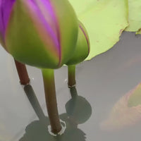 Anchan 2 Tropical Waterlily