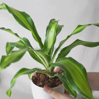 Dracaena Dara Singh