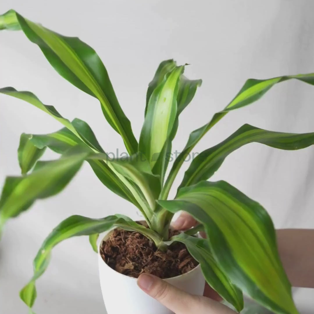 Dracaena Dara Singh