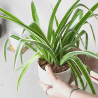 Chlorophytum Spider Plant