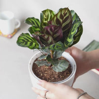Calathea Peacock Makoyana