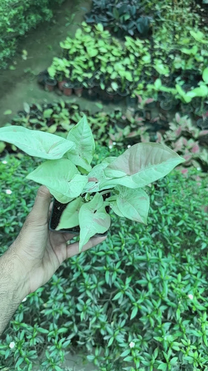 Syngonium Milk Confetti