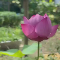Si Thong Shaui Lotus Tuber