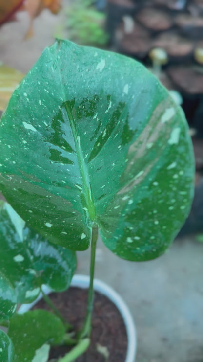 Monstera 'Thai Constellation'