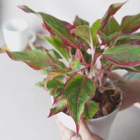 Aglaonema Lipstick Indoor Live Natural Plant