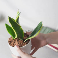 Snake Plant (Sansevieria Laurentii)