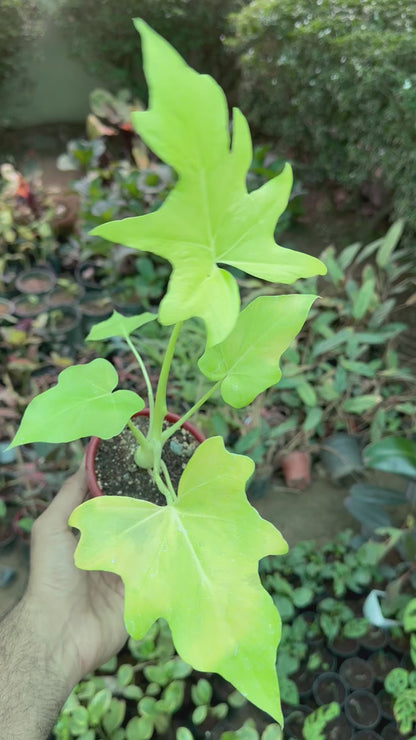 Philodendron Warscewiczii Aurea Flavum | Selloum (Golden)