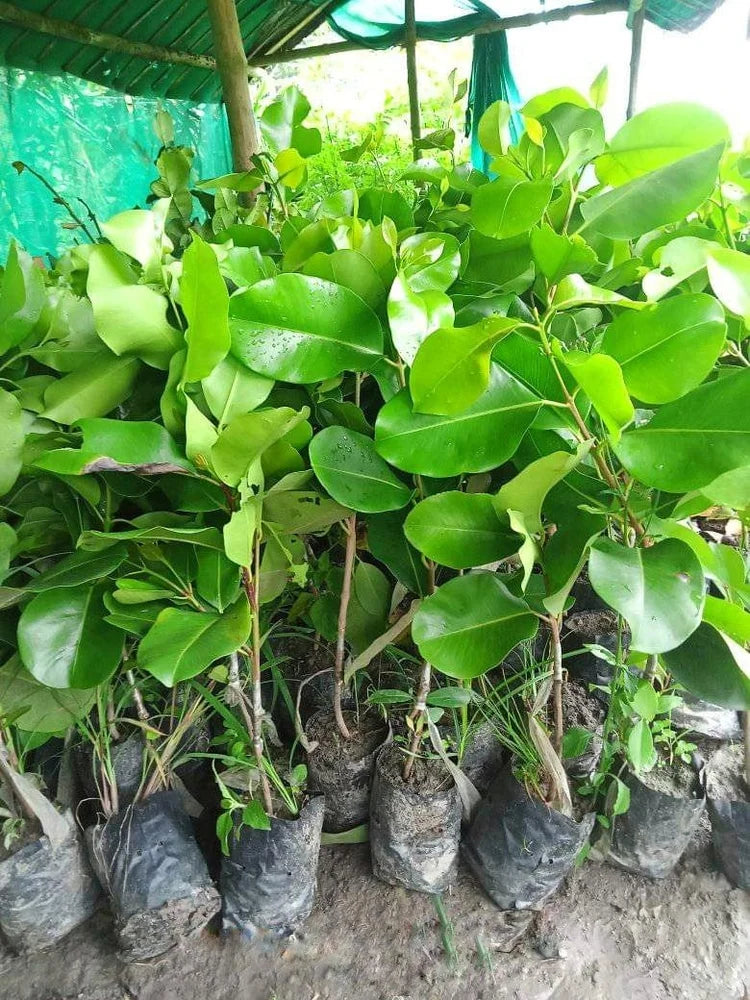 Thai King Jamun Grafted Tree