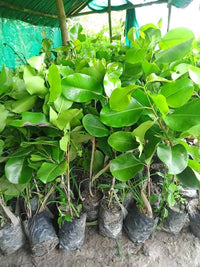 Thai King Jamun Grafted Tree
