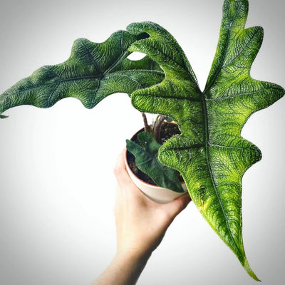 Alocasia Jacklyn
