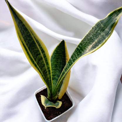 Snake Plant (Sansevieria Laurentii)