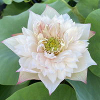 Pulse Feeling Lotus Tuber