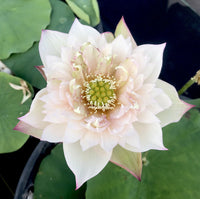 Pulse Feeling Lotus Tuber