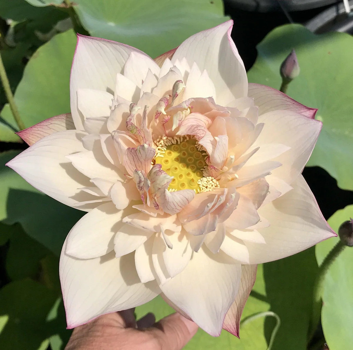 Pulse Feeling Lotus Tuber